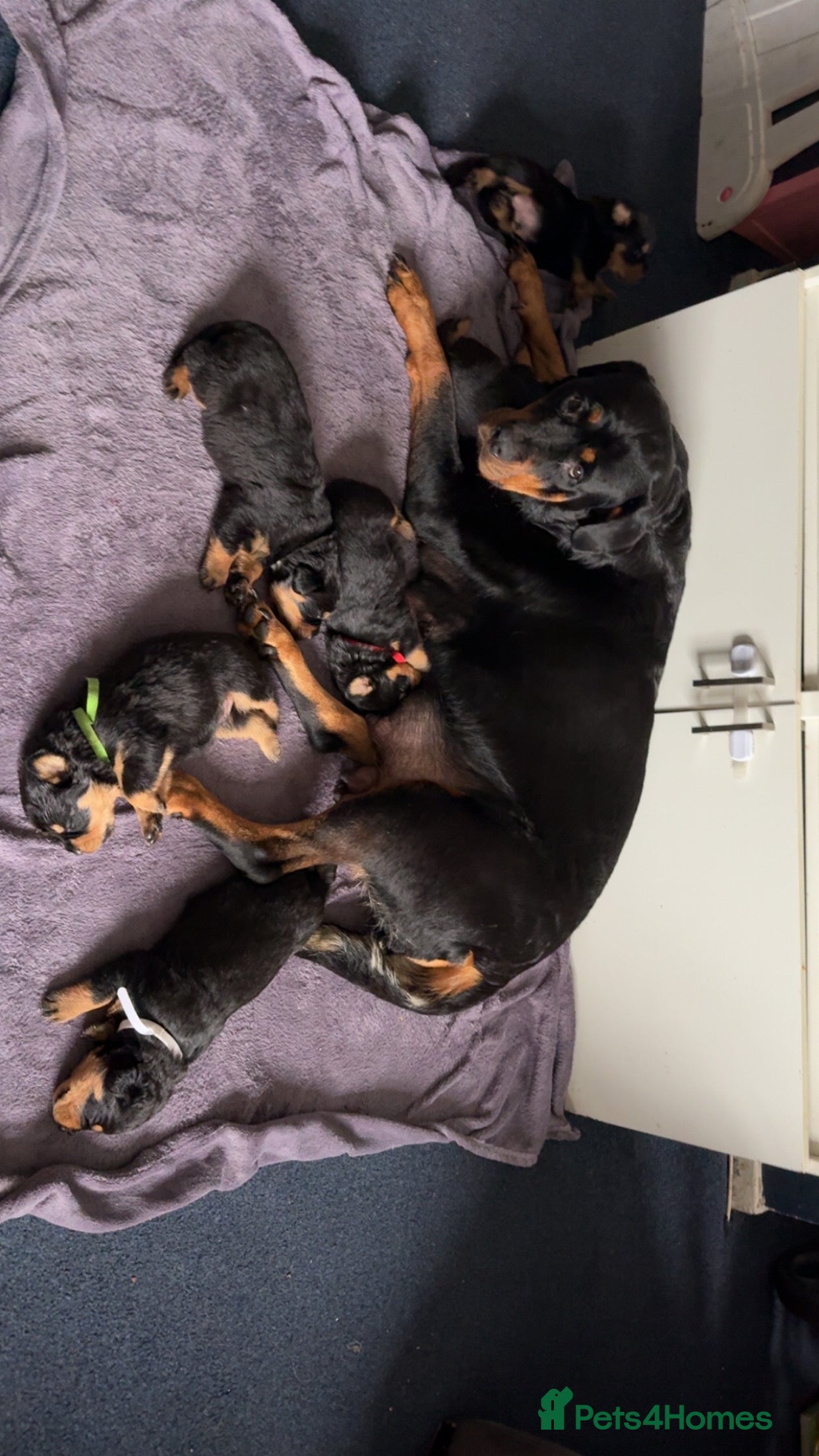 Rottweiler dogs Gorgeous Rottweiler puppies - Advert 5