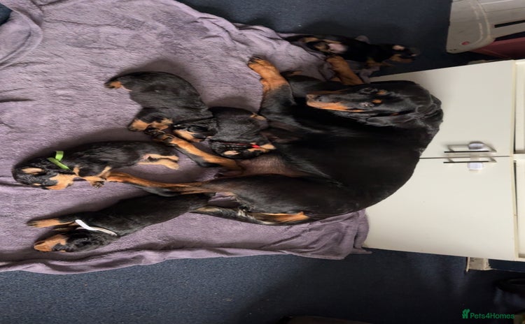 Rottweiler dogs Gorgeous Rottweiler puppies - Advert 1