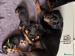 Rottweiler dogs for sale: Gorgeous Rottweiler puppies - Advert 1