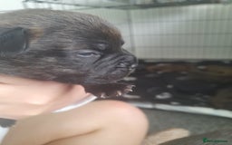 Mixed Breed dogs for sale: Puppies for sale ready 10th September - Image 8