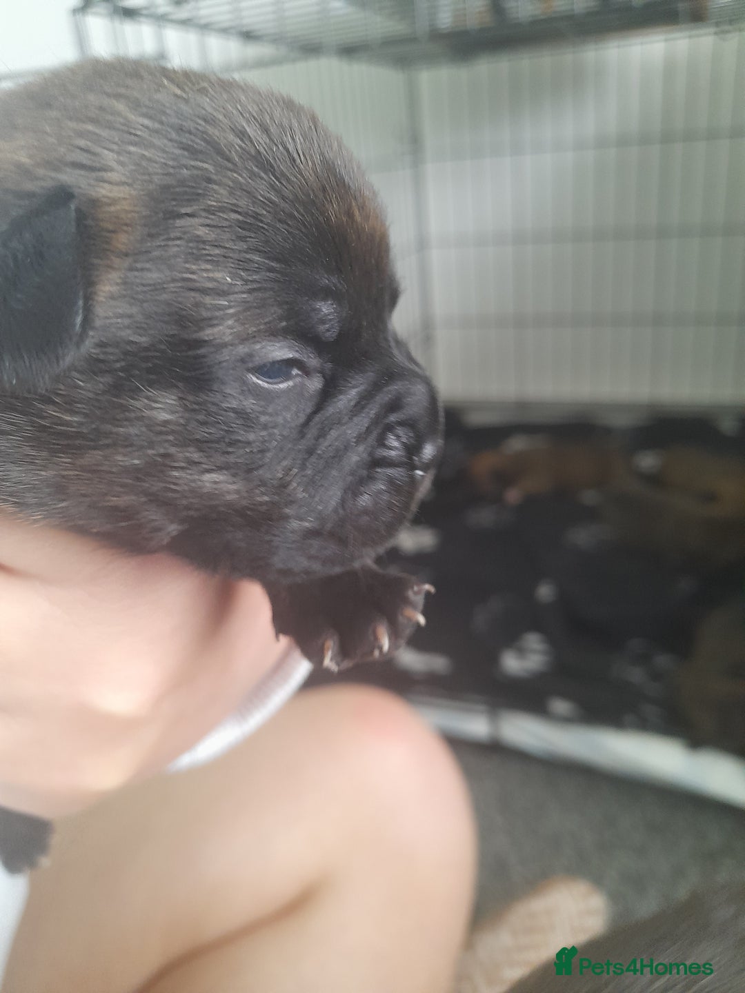 Mixed Breed dogs for sale: Puppies for sale ready 10th September - Image 8