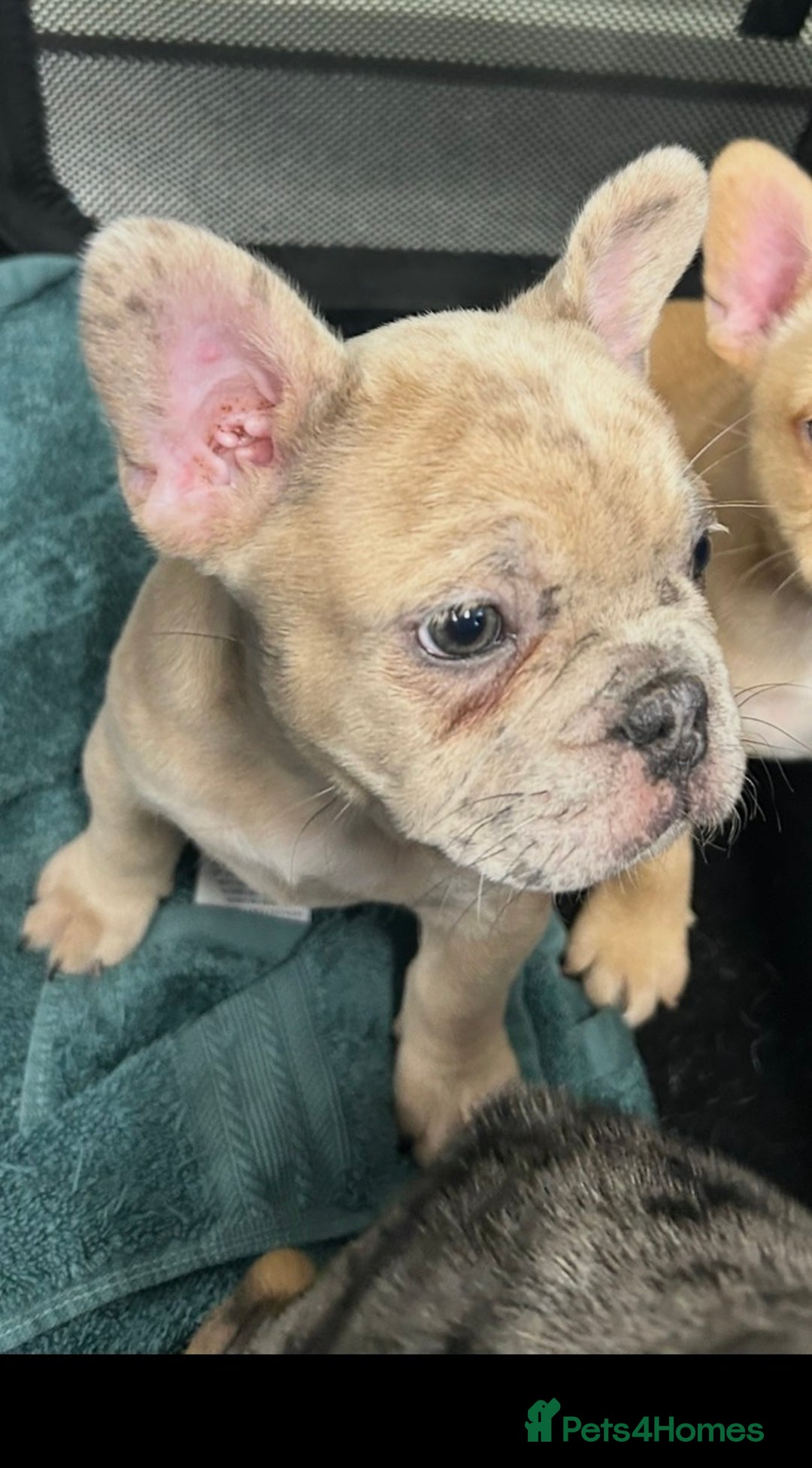 French Bulldog dogs for sale: Merle french bulldogs puppies  - Advert 8