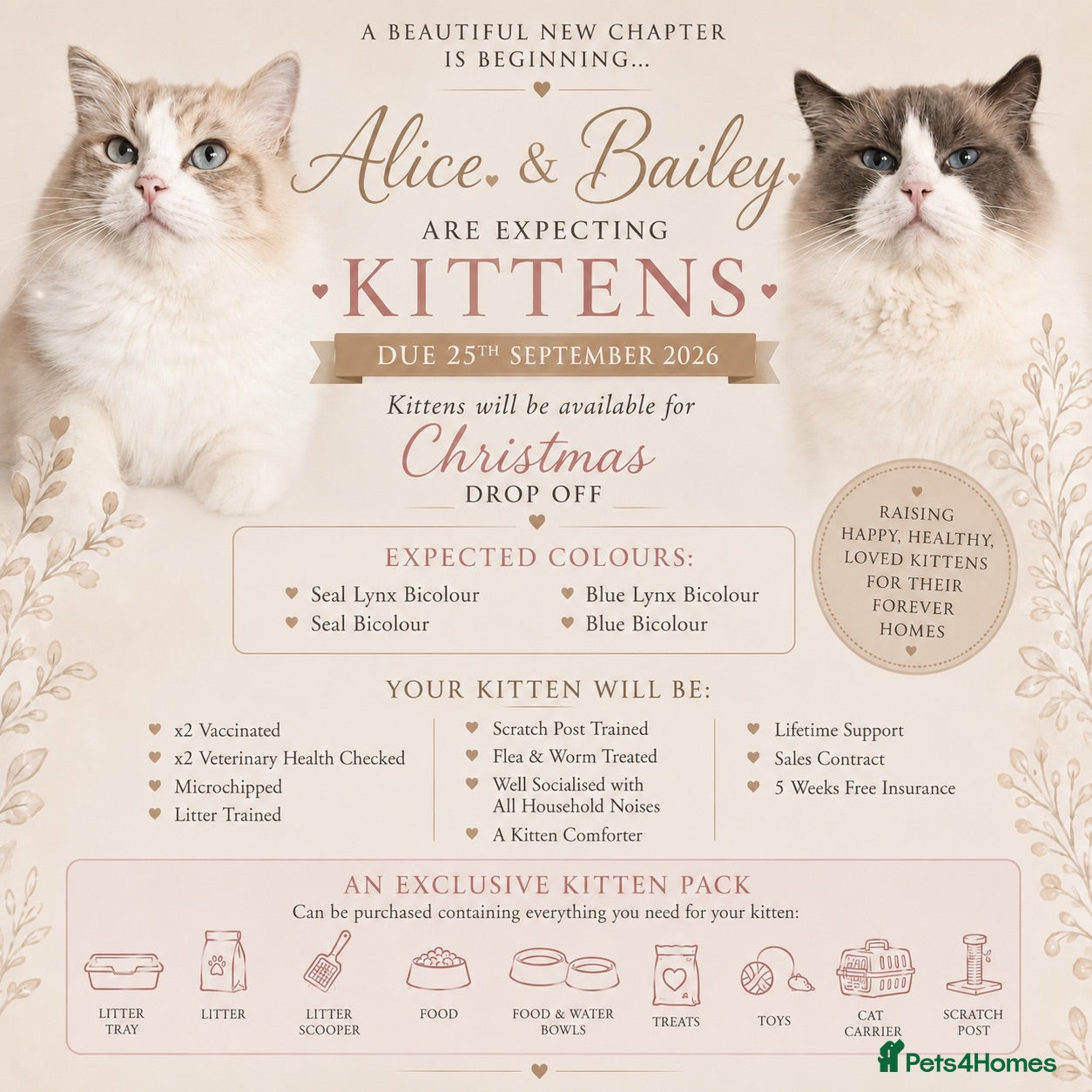 Ragdoll cats Ragdoll kittens✨ - Advert 3
