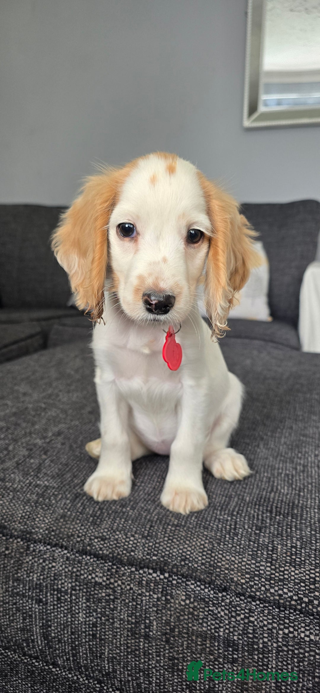 Cocker Spaniel dogs for sale: 15 week Cocker Spaniel Puppy female  - Image 1