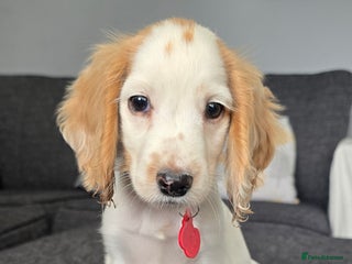 Cocker Spaniel dogs for sale - Advert 1