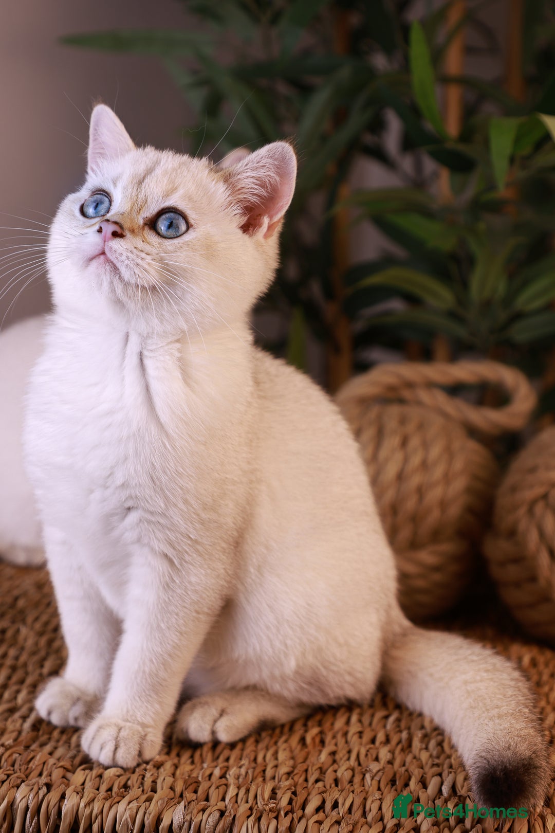 British Shorthair cats for sale: TICA British Shorthair Kittens Champion bloodline in Bedford - Image 9