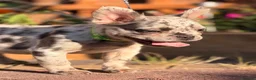 French Bulldog dogs for sale: 1 platinum girl green eyes left - Advert 9