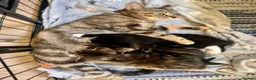 Mixed Breed cats for sale: Beautiful, Friendly Mixed Breed Tabby & White in Dartmouth - Advert 3