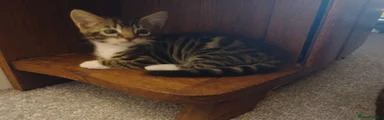 Bengal 2