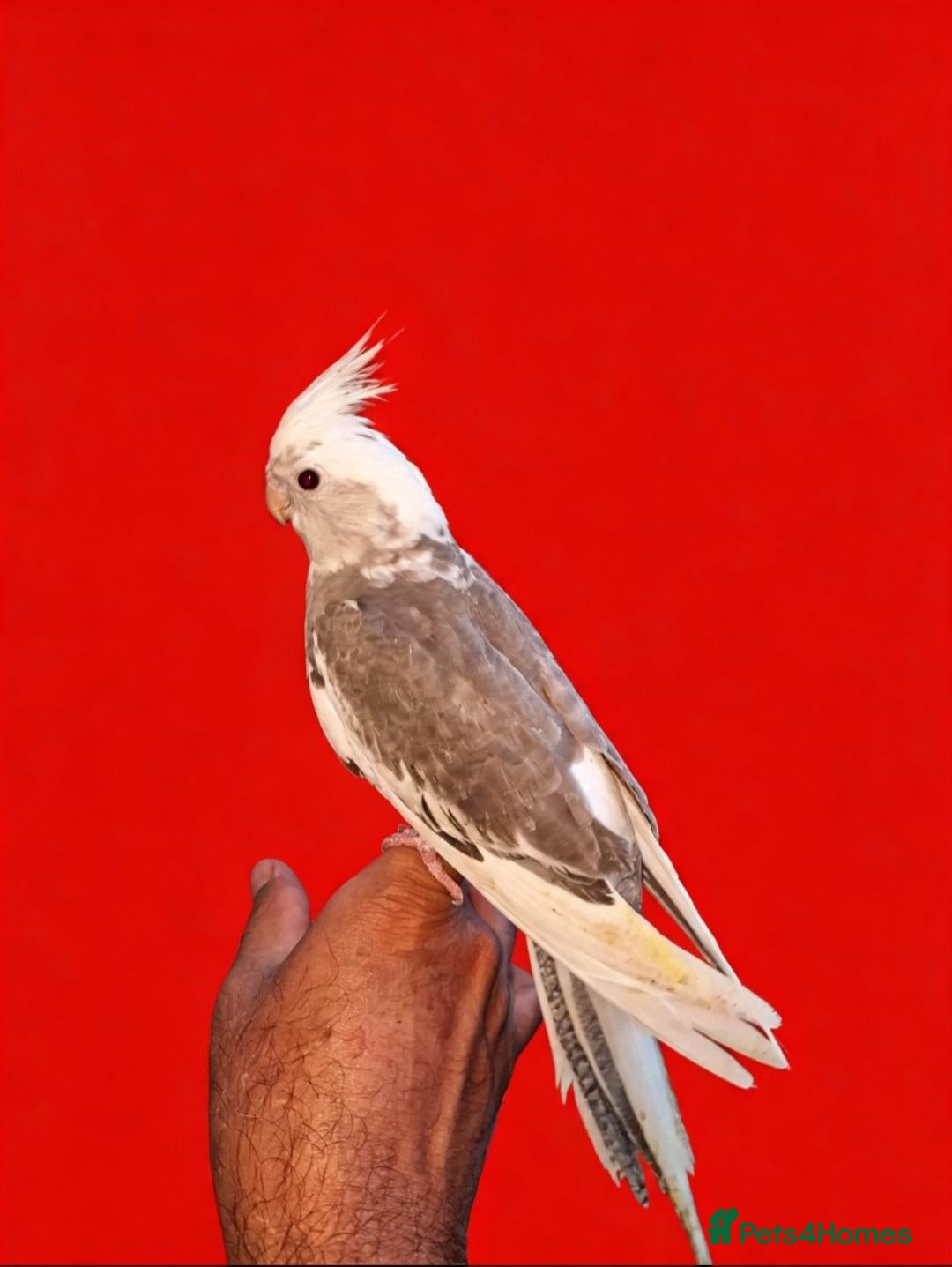 Cockatiels birds Super hand tamed baby cockatiel for sale - Advert 12