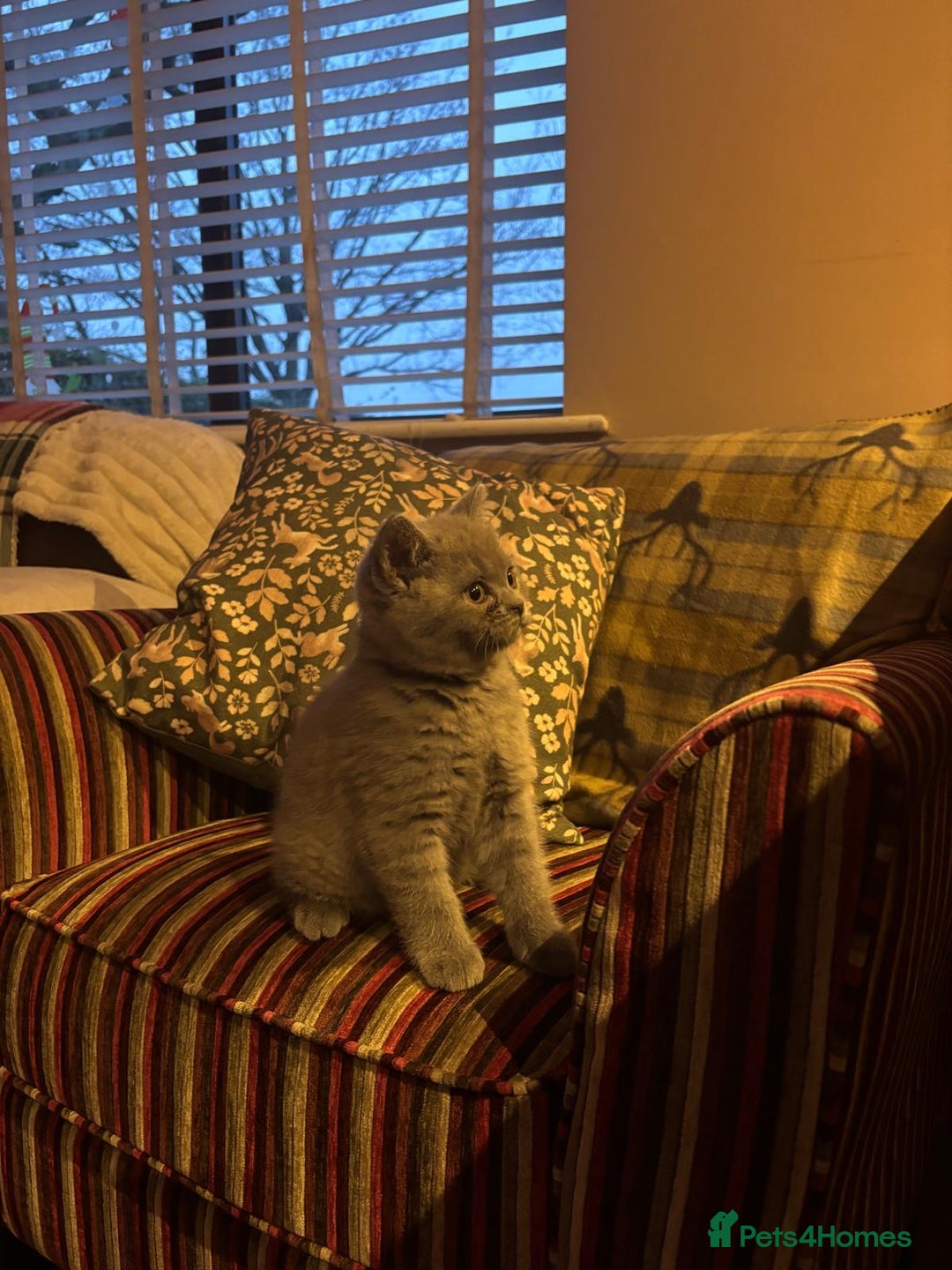 British Shorthair cats for sale: Beautiful GCCF Registered British Shorthair Kitten - Advert 2