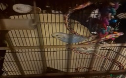 Budgerigars birds for sale: 2 budgies 1 male 1 female  - Image 4