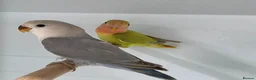 Lovebirds birds for sale: Female peach face lovebirds - Advert 1