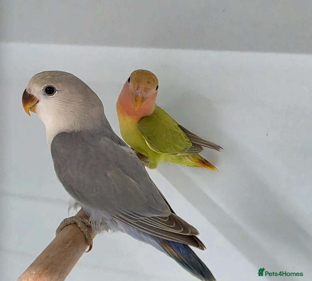Lovebirds birds for sale: Female peach face lovebirds - Advert 1