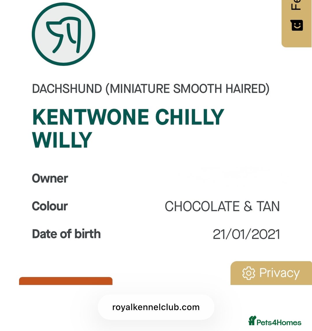 Dachshund dogs for sale: Beautiful Dachshund Puppies – KC Registered Lines - Advert 9