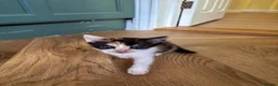 Mixed Breed cats for sale: Litter of 5 kittens  in Eye - Advert 5