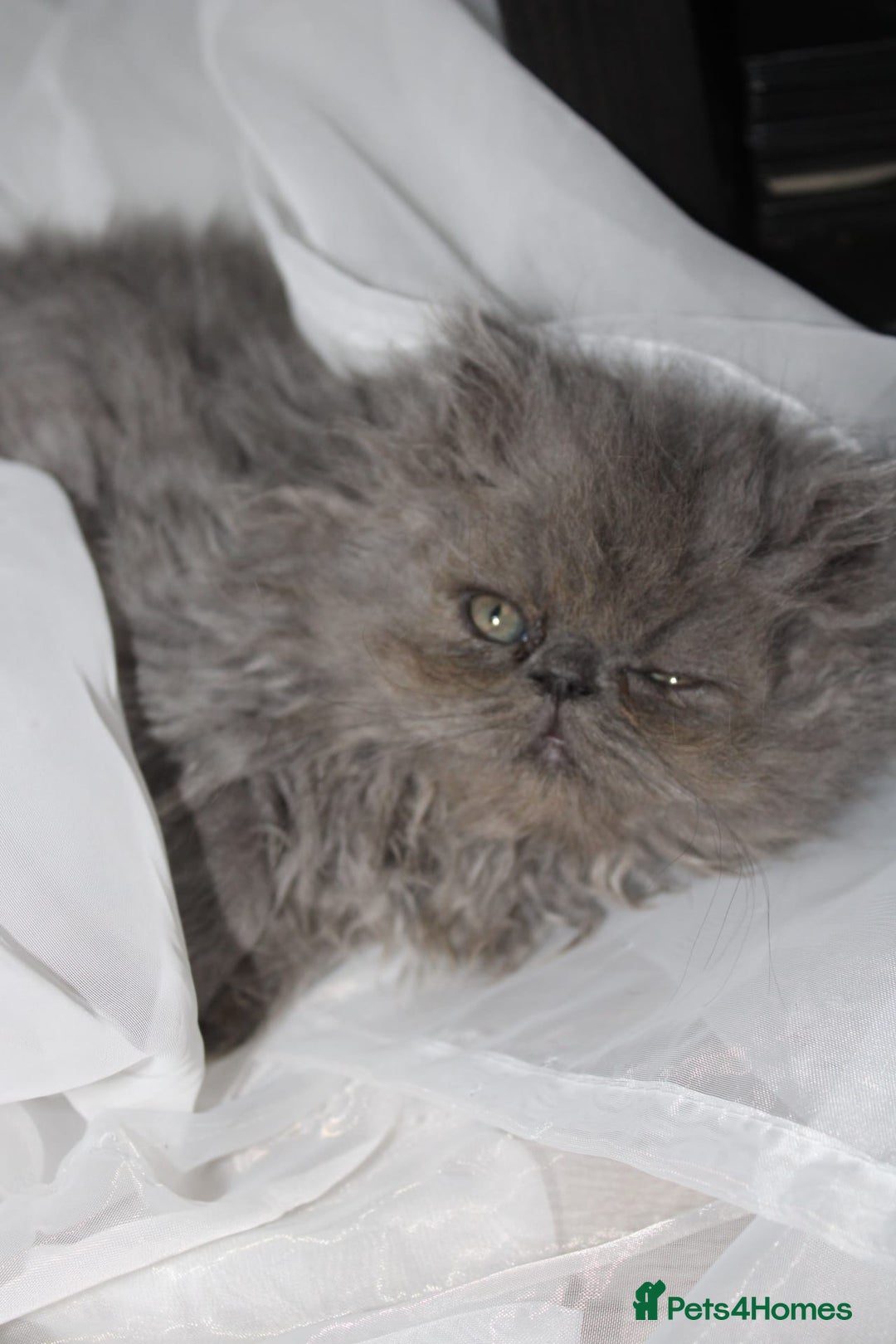 Persian cats for sale: Beautiful Female Kittens Ready for Loving Homes - Advert 4