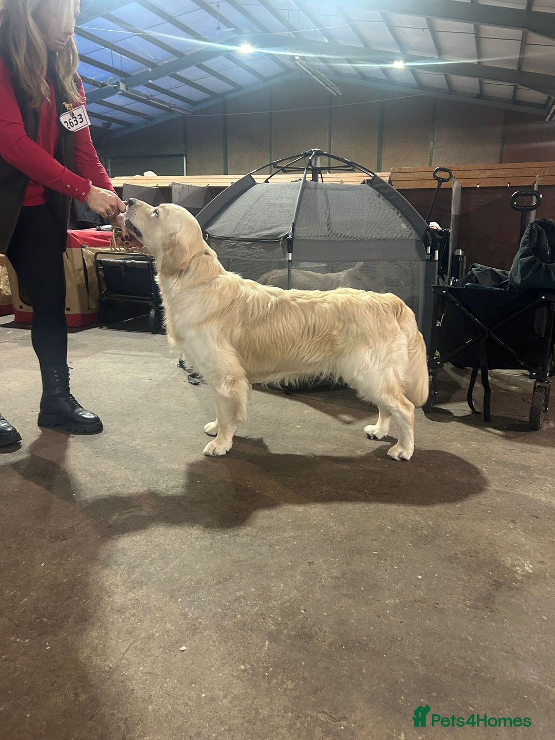 Golden Retriever dogs for stud: ORLAGOLD MAJOR TOM (Ziggy) - Advert 4