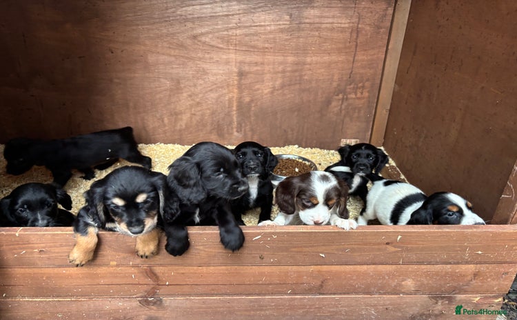 Cockapoo dogs for sale - Advert 3