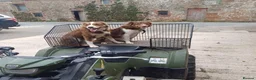 Border Collie dogs for sale: Border collie pups - Advert 4