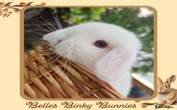 Mini Lop rabbits for sale: 🧡 Blue Eyed Baby Mini Lops - For Reserve - Image 4