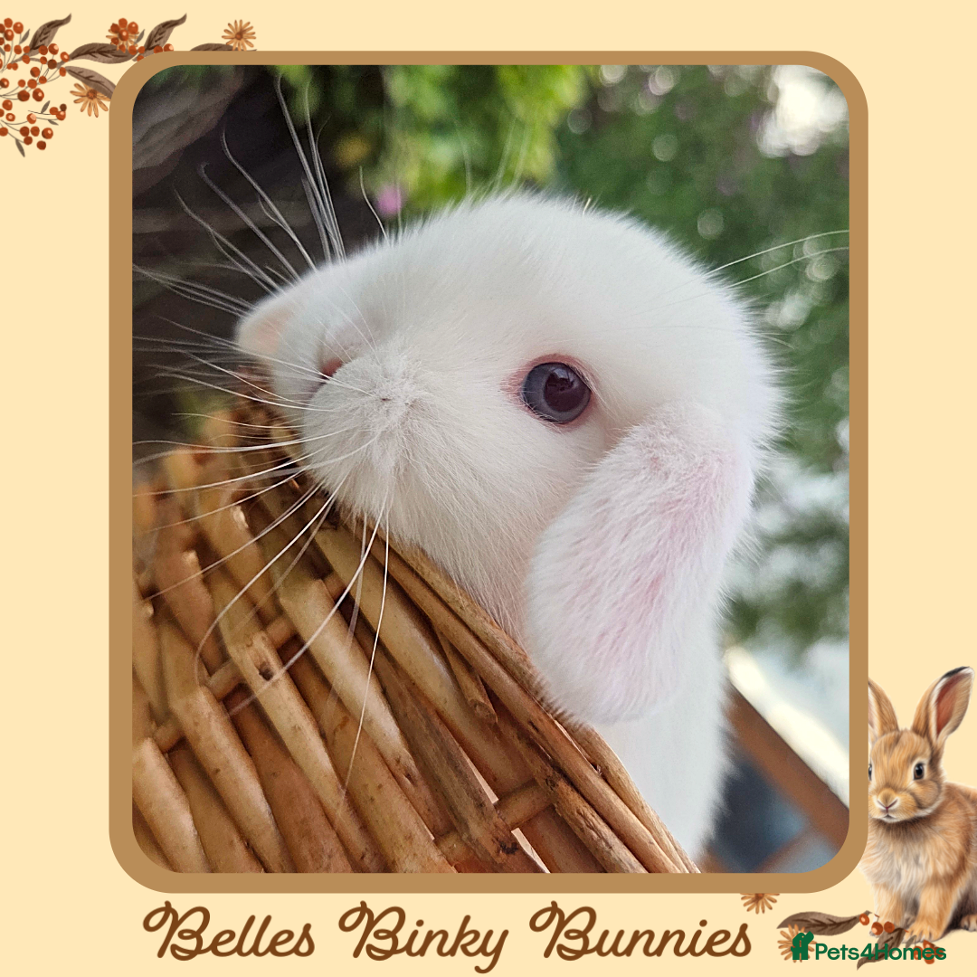 Mini Lop rabbits for sale: 🧡 Blue Eyed Baby Mini Lops - For Reserve - Image 4