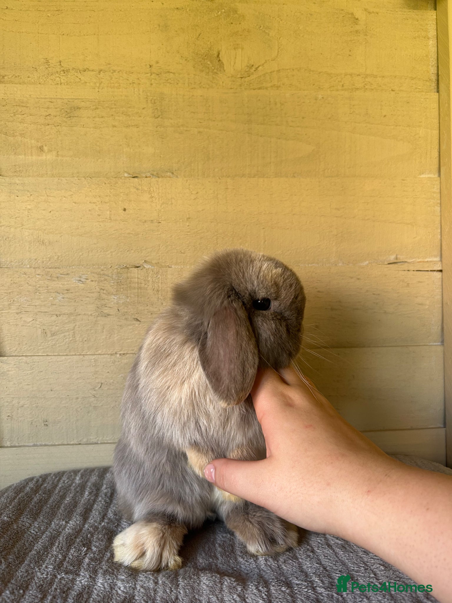 Mini Lop rabbits Chocolate Harli Minilop Buck - Advert 2