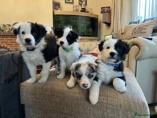 Border Collie dogs Beautiful litter of 8 border collie puppies - Advert 6
