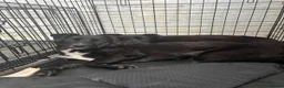 Mixed Breed dogs for adoption: Meet Loki, currently residing in Sheffield  in Sheffield - Advert 8