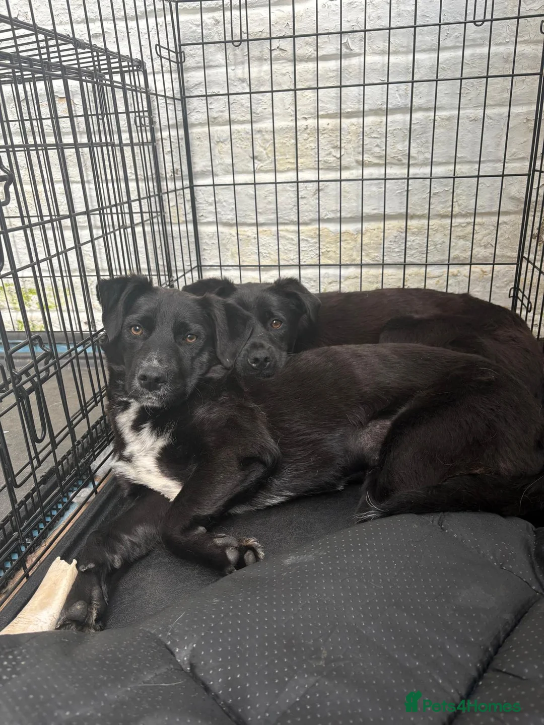 Mixed Breed dogs for adoption: Meet Loki, currently residing in Sheffield  in Sheffield - Advert 8