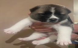 Akita dogs for sale:  Pure Bear-faced American Akita puppies - Image 7