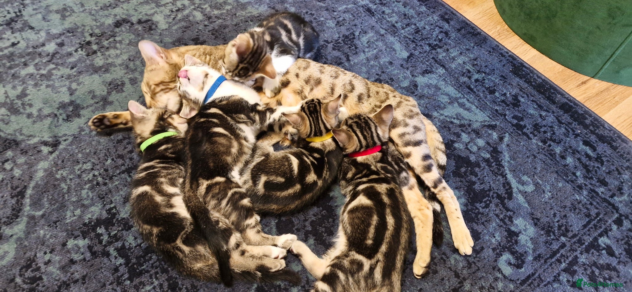 Bengal cats Bengal mix kittens for sale - Advert 6