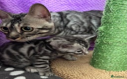 Bengal cats for sale: Stunning Silver Bengal Kittens 😻 - Image 15