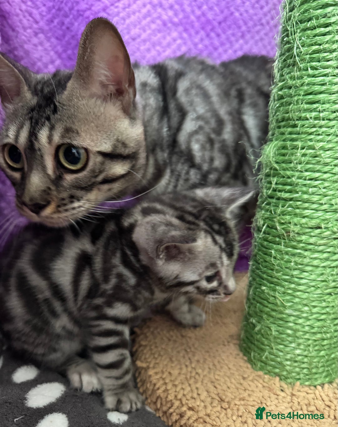 Bengal cats for sale: Stunning Silver Bengal Kittens 😻 - Image 15