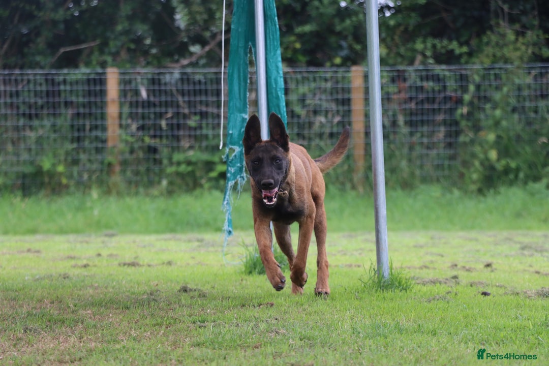 Belgian Shepherd Dog dogs for sale: Excellent bloodline Belgian Malinois in Dromore - Image 2