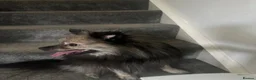 German Spitz dogs for sale: Gorgeous German spitz for sale teddy - Advert 4
