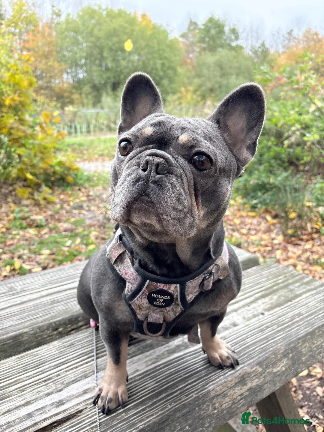 French Bulldog dogs for sale: Margo. 4-Year-Old French Bulldog Needs Adult Home  - Advert 2