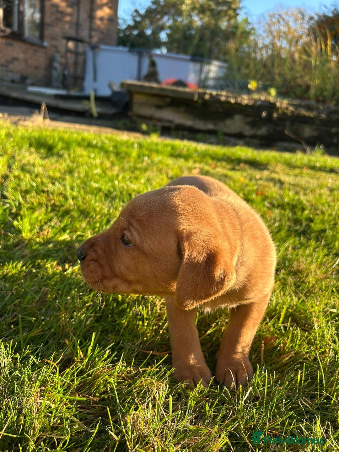 Labrador Retriever dogs for sale: Fox Red Labrador Puppies for Sale - Advert 16