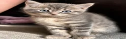 Persian cats for sale: Persian babies ready  - Advert 1