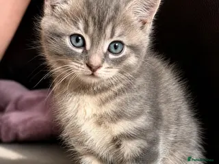 Persian cats Persian babies ready - Advert 5