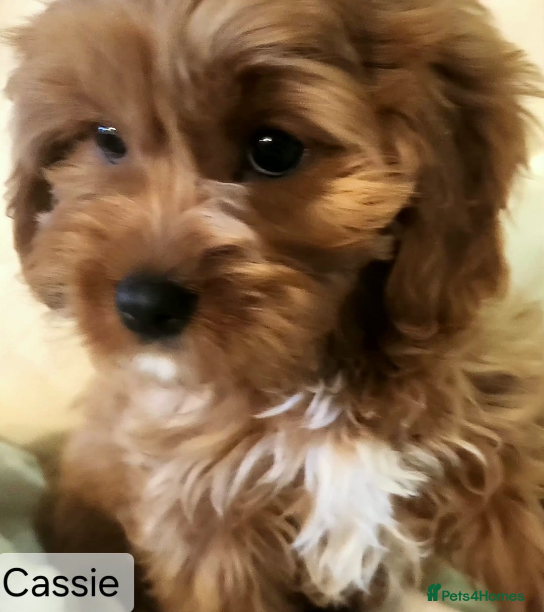 Cavapoo dogs for sale: Miniature Cavapoo Puppies – Home Reared !!! - Advert 21