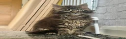 Maine Coon cats for sale: Pedigree Maine Coon Male Kitten - Advert 9