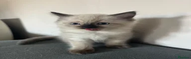 Ragdoll 1
