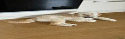 Cockapoo dogs for sale: F1B Male cockapoo rehome  in Elgin - Advert 10