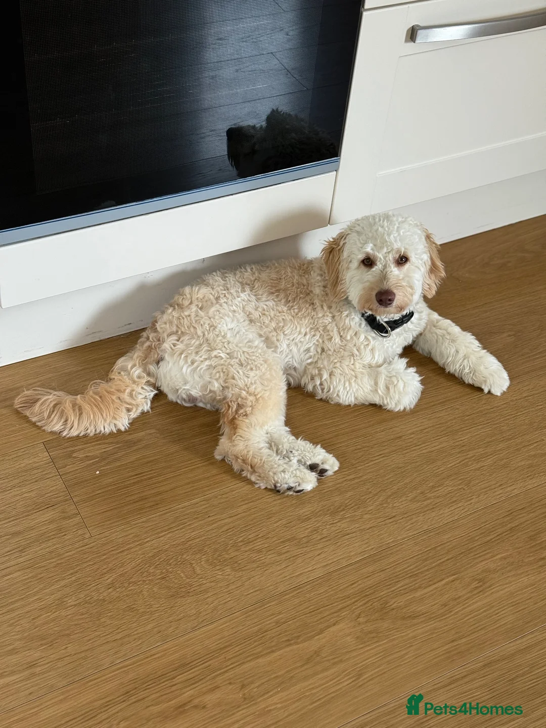 Cockapoo dogs for sale: F1B Male cockapoo rehome  in Elgin - Advert 10