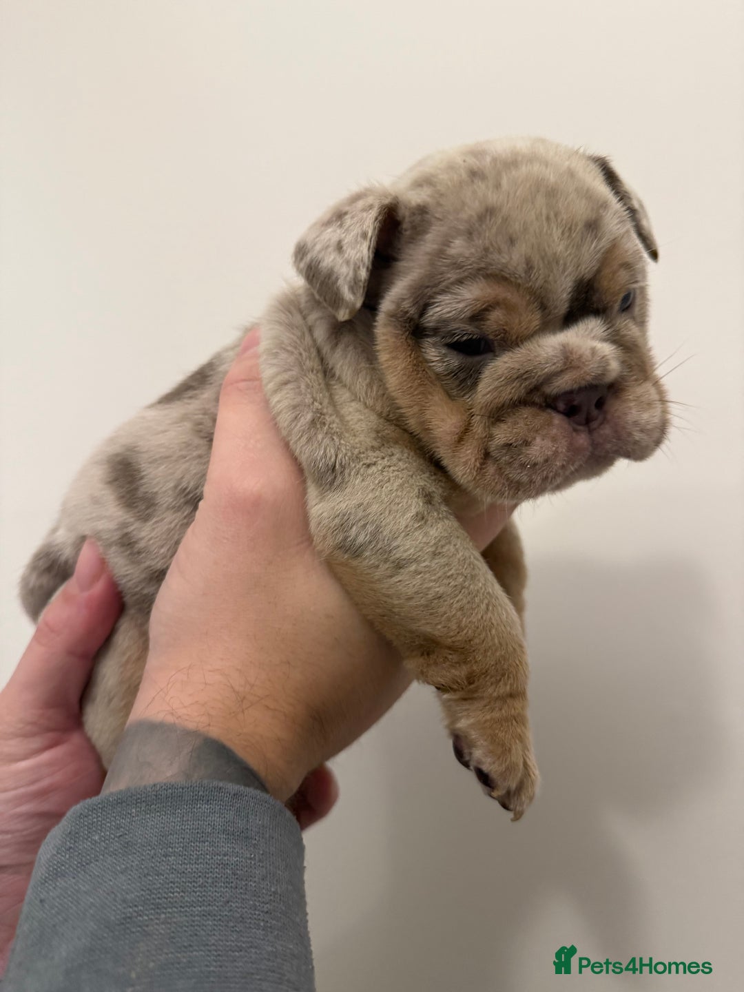 English Bulldog dogs for sale: Lilac Merle female English bulldog puppies  - Advert 13