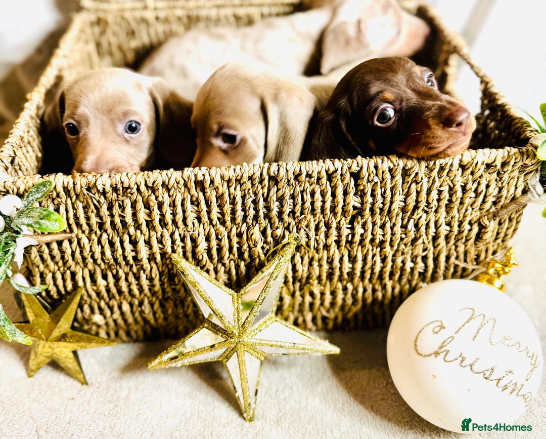 Dachshund dogs for sale: Beautiful Dachshunds READY TO LEAVE  - Image 2