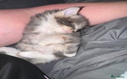 Maine Coon cats for sale: Mainecoons x ragdoll - Image 12