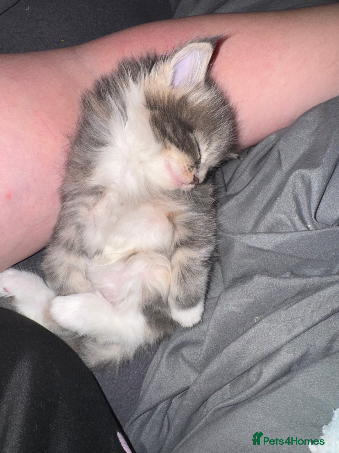 Maine Coon cats for sale: Mainecoons x ragdoll - Image 12