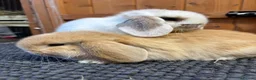 Mini Lop rabbits for sale: Pure bred mini lops *vaccinated* - Advert 4